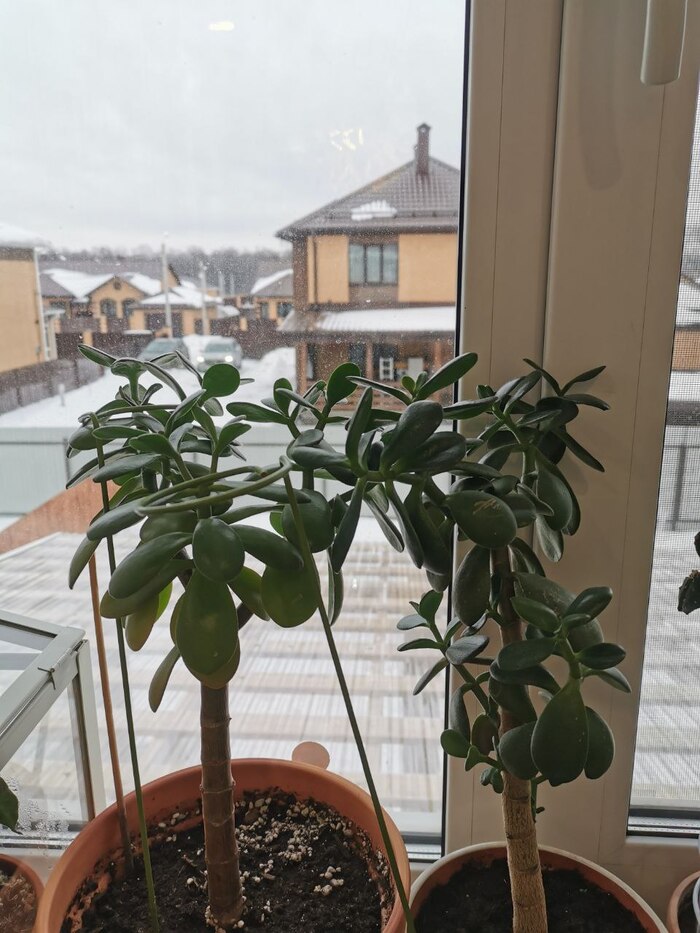 Дуэт толстянок