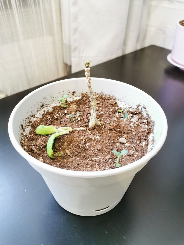 Весьма тухлый каланхоэ