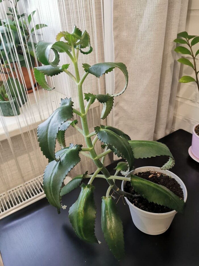 Весьма бодрый каланхоэ. Он кстати совсем не такой плодовитый как широколистный - у того детки чуть ли не в бетоне укоренятся, у этого еще заморочиться надо - посадить, поливать... Сложное дело! ;)