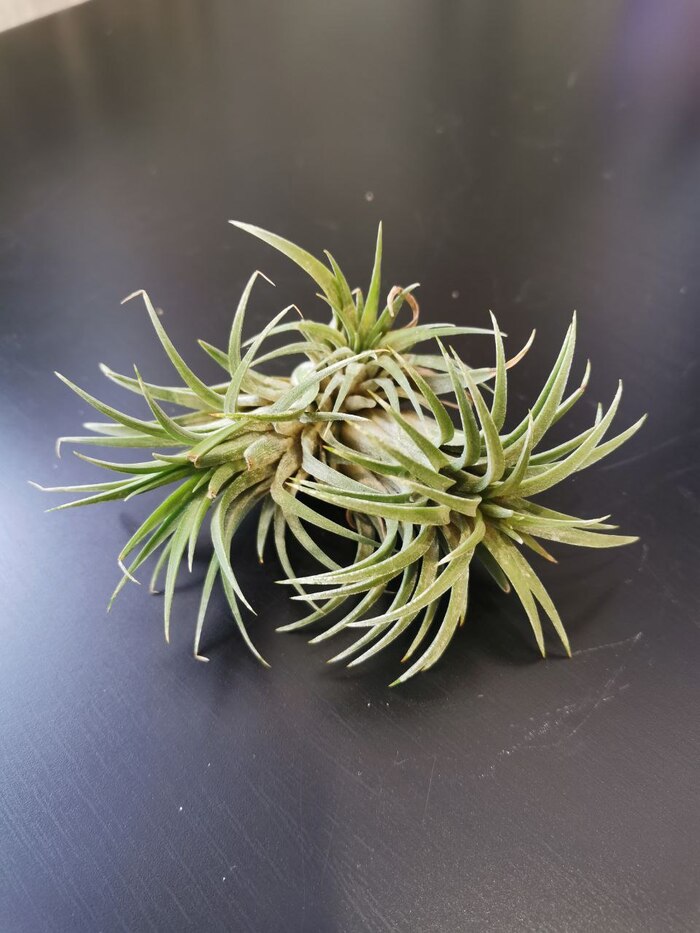 Какая-то тилландсия