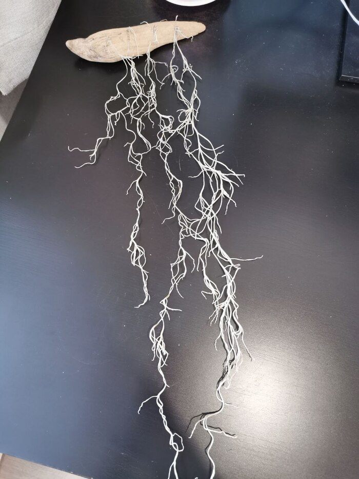 Тилландсия Уснеевидная