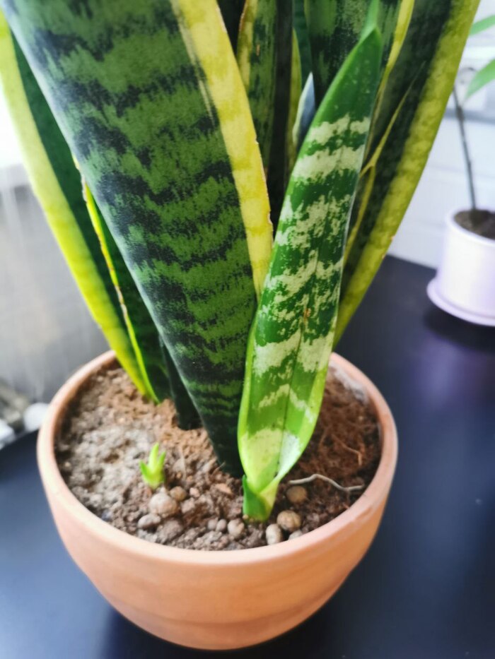 Новые листочки сансевиерии, уж простите за корявые ручки ¯\_(ツ)_/¯