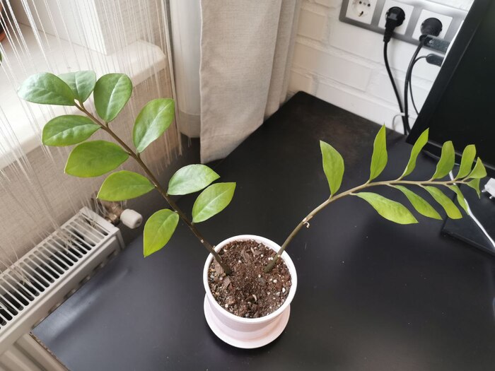 Замиокулькас