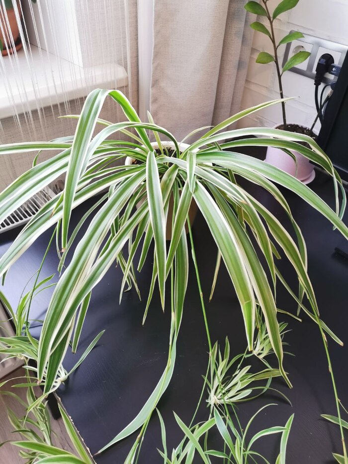 Хлорофитум. Мегаживучий зверь)