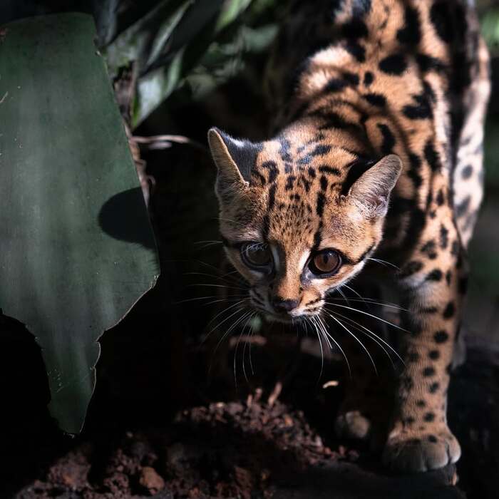 Маргай на охоте