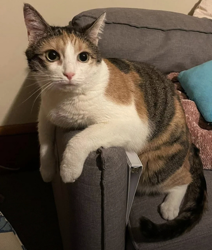   ,     Reddit (), , Reddit,  , , 