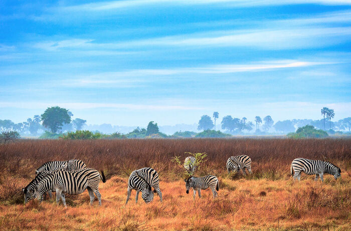 Зебры в саванне