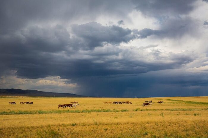 Казахская степь