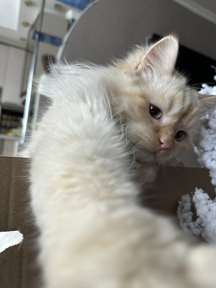 Котоналог_1
