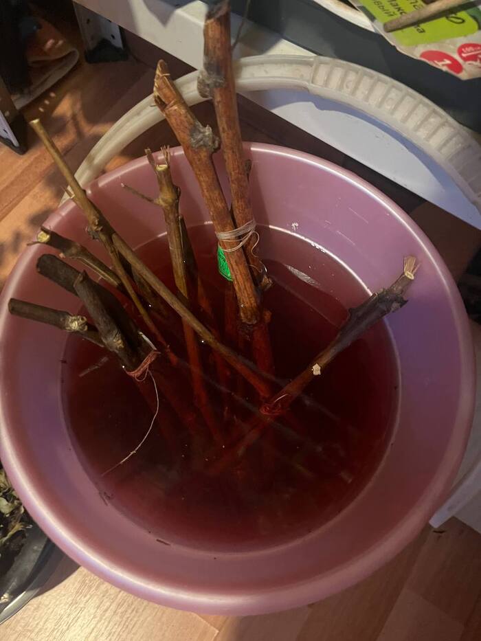 какой-то неправильный у вас чай с виноградом