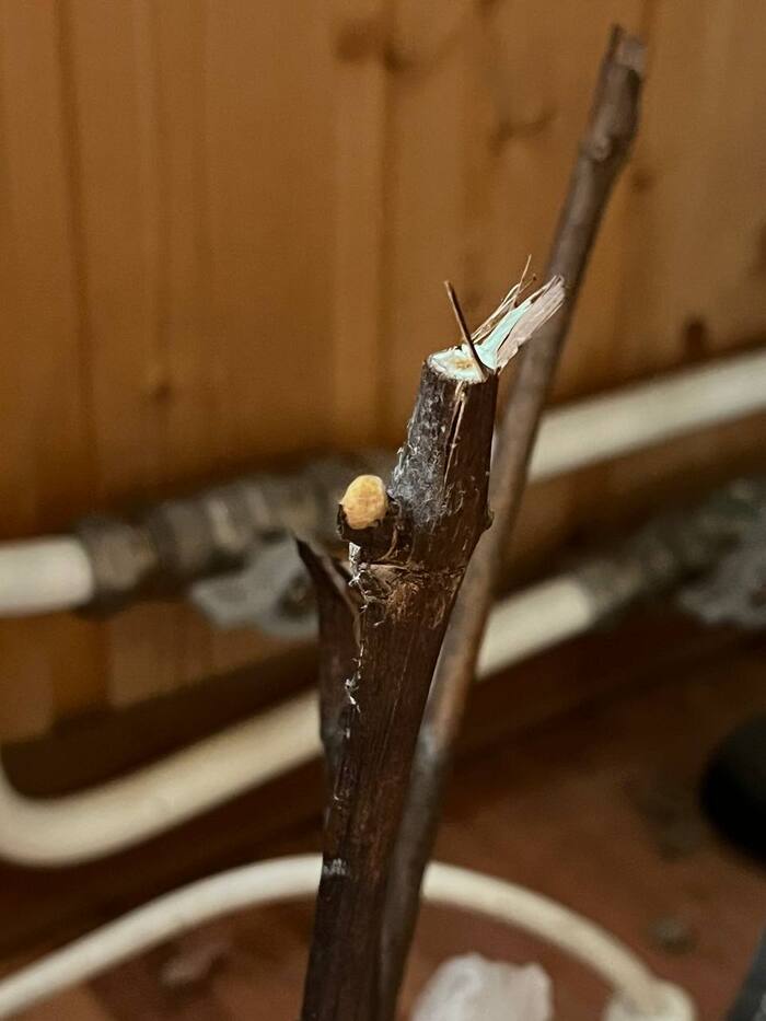 набухшая почка