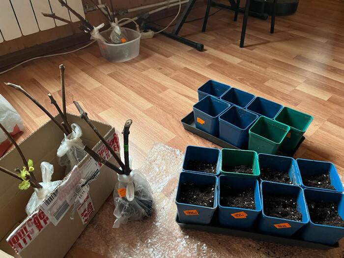 фото в процессе пересадки.