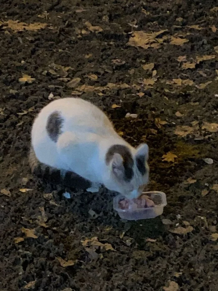 Survives on the street with a broken leg... - My, No rating, In good hands, Animal Rescue, Helping animals, Help, cat, Kittens