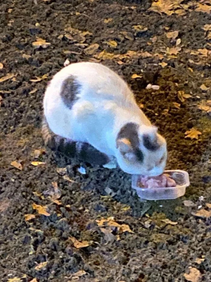 Survives on the street with a broken leg... - My, No rating, In good hands, Animal Rescue, Helping animals, Help, cat, Kittens