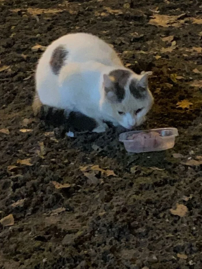 Survives on the street with a broken leg... - My, No rating, In good hands, Animal Rescue, Helping animals, Help, cat, Kittens