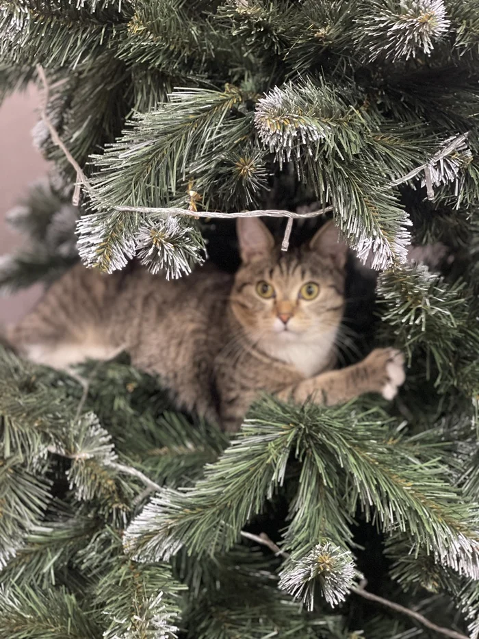 Christmas tree - Pets, cat, New Year, Christmas trees
