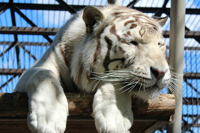 Один из обитателей "Роева ручья"