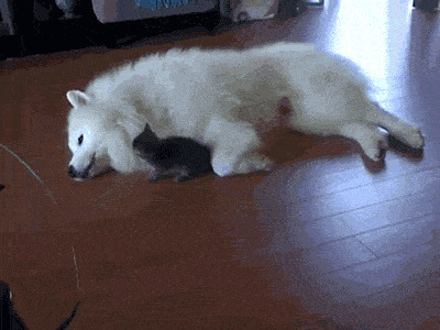 Кот и пес Гифка, Ассорти, Кот, Собака, Длиннопост