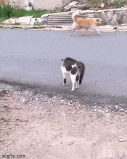 Кот и пес Гифка, Ассорти, Кот, Собака, Длиннопост