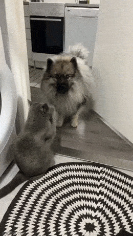 Кот и пес Гифка, Ассорти, Кот, Собака, Длиннопост
