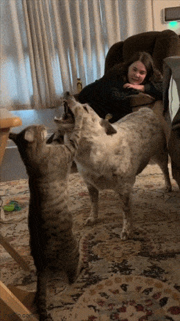 Кот и пес Гифка, Ассорти, Кот, Собака, Длиннопост