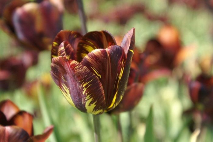 <a href="https://pikabu.ru/story/prodolzhenie_posta_ko_mne_domoy_prishla_nezhdannaya_vesna_12325481?u=https%3A%2F%2Felementy.ru%2Fkartinka_dnya%2F828%2FPestrolepestnye_tyulpany%3Fysclid%3Dm6m6ypq3d933674144&t=%D0%98%D1%81%D1%82%D0%BE%D1%87%D0%BD%D0%B8%D0%BA%20%D1%84%D0%BE%D1%82%D0%BE&h=c23e5a3619b3bc145292f3195828ab009b04cd58" title="https://elementy.ru/kartinka_dnya/828/Pestrolepestnye_tyulpany?ysclid=m6m6ypq3d933674144" target="_blank" rel="nofollow noopener"> </a>