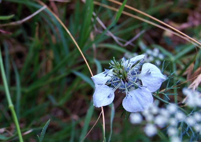 Чернушка полевая