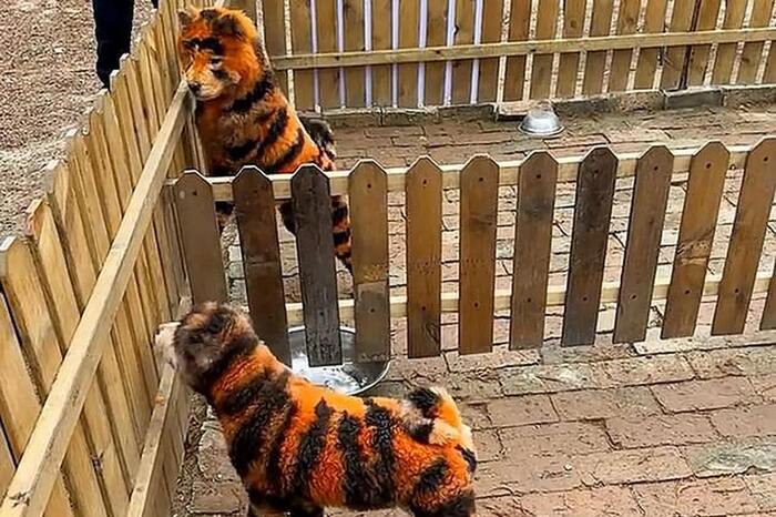 В китайском зоопарке раскрасили собак и выдавали их за тигров