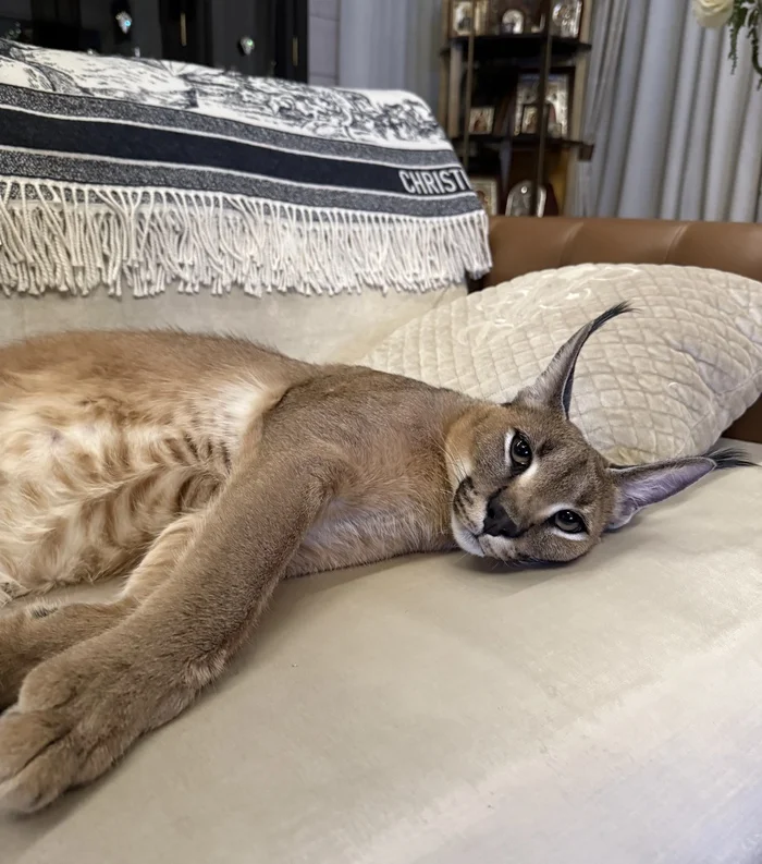 What am I? Who am I? - Cryptocurrency, Telegram, Ton, Caracal, cat, A life, Money