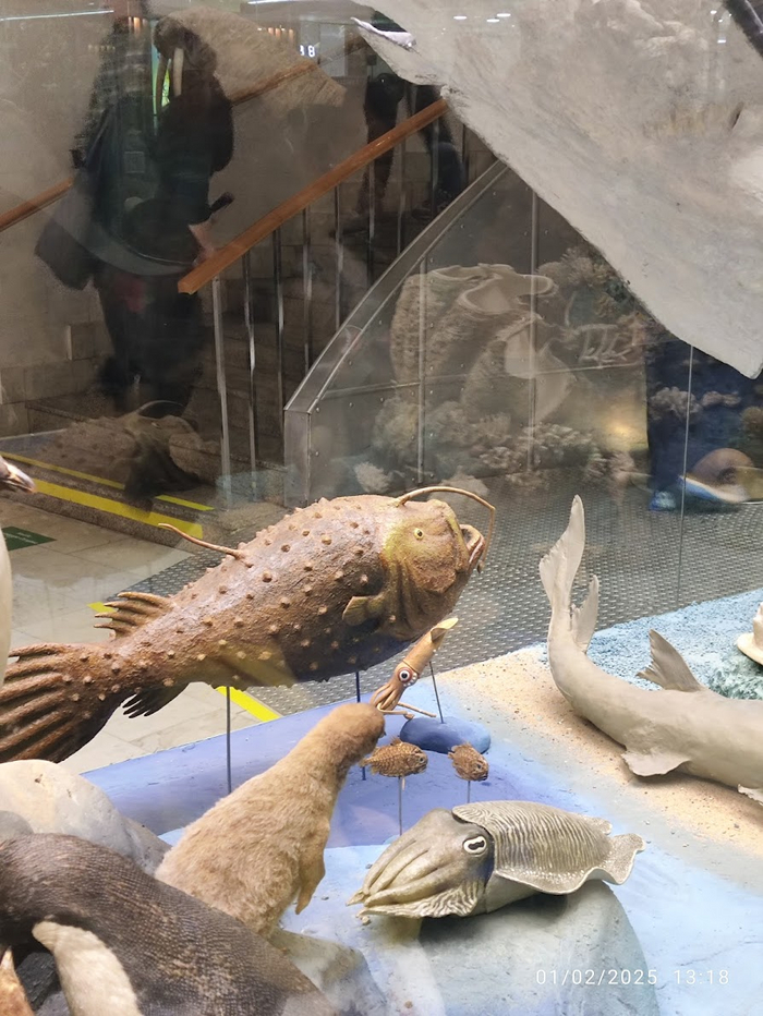  :       5   1  (Ceratias holboelli),     16   4 .