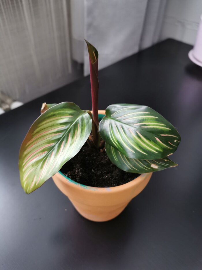 Калатея Миели