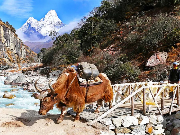 Як - традиционное вьючное животное горцев Гималаев