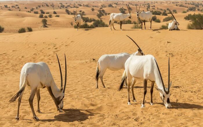 Аравийский орикс - родственник африканских копытных