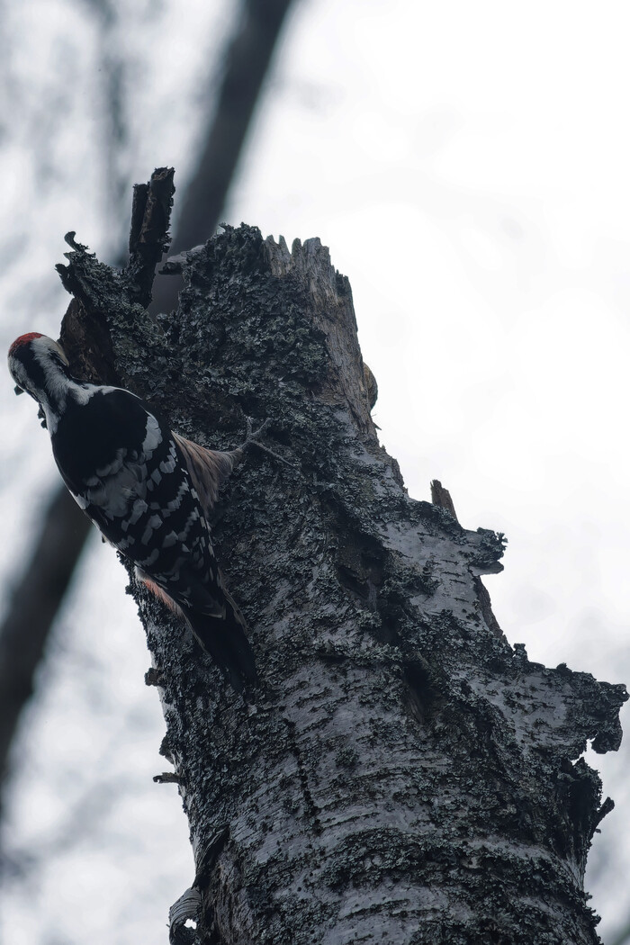Солнечный день - в ослепительных снах Фотоохота, Природа России, Птицы, Природа, Хобби, Зима, Лес, Наблюдение за птицами, Лига орнитологии, Орнитология, Дикая природа, Длиннопост
