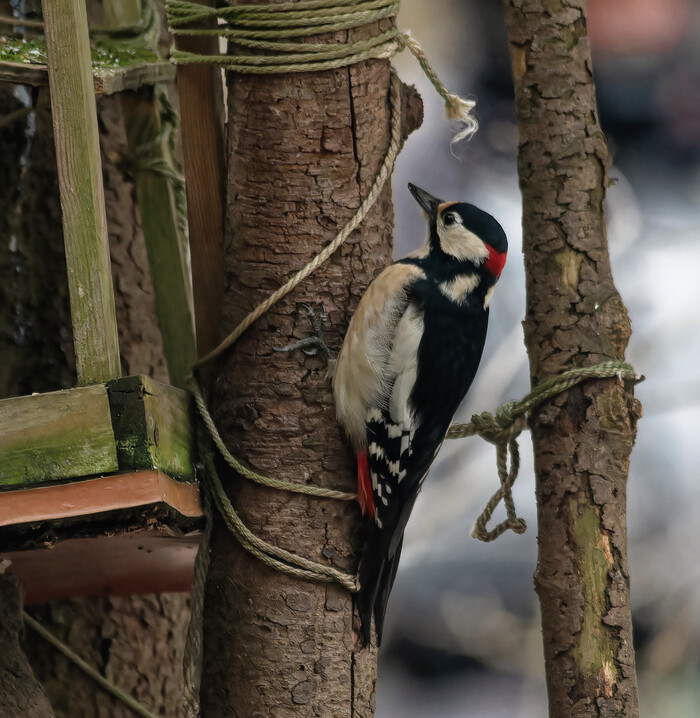 Солнечный день - в ослепительных снах Фотоохота, Природа России, Птицы, Природа, Хобби, Зима, Лес, Наблюдение за птицами, Лига орнитологии, Орнитология, Дикая природа, Длиннопост