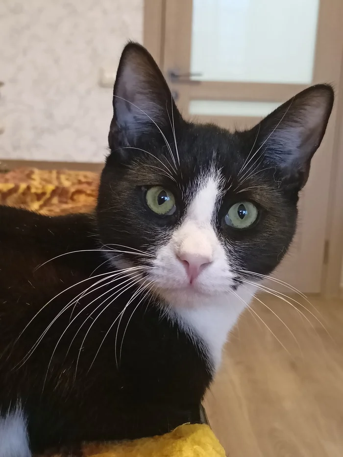 Goshik, Garik's brother... a nice guy, also looking for the only mother in the world - My, Homeless animals, Animal Rescue, Kittens, In good hands, The photo, Kolpino, Saint Petersburg, VKontakte (link), Longpost, cat