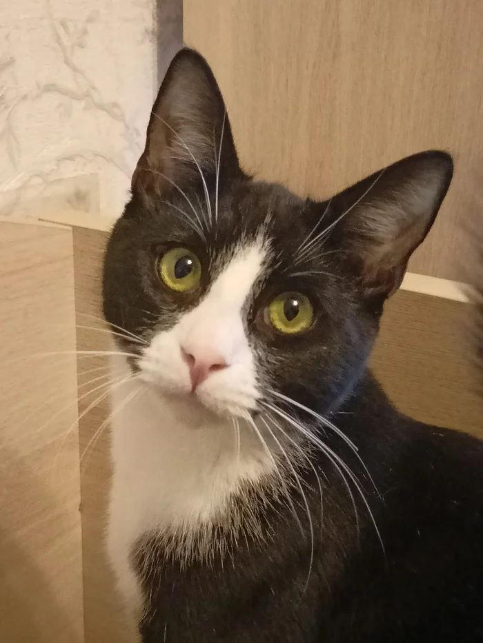 Goshik, Garik's brother... a nice guy, also looking for the only mother in the world - My, Homeless animals, Animal Rescue, Kittens, In good hands, The photo, Kolpino, Saint Petersburg, VKontakte (link), Longpost, cat