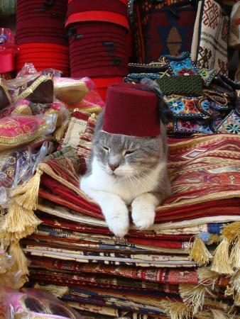  ,  ,   ... ,   ...  ,  ...