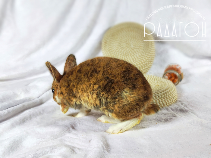 Горчица (кродеться)