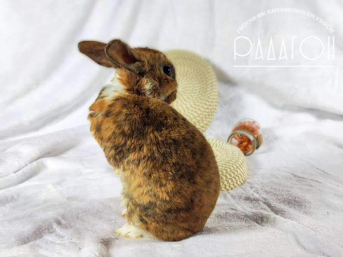 Горчица (чистится)