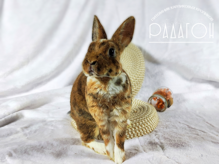 Горчица (позирует)