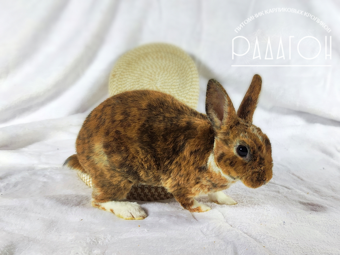 Горчица (еще позирует)