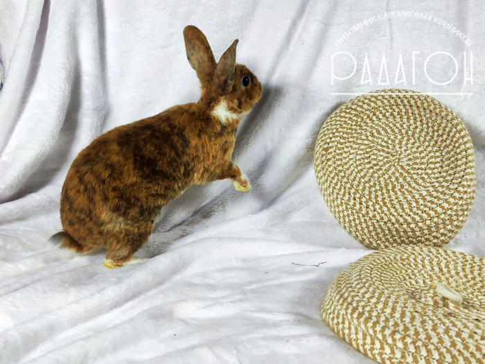 Горчица (планирует диверсию)