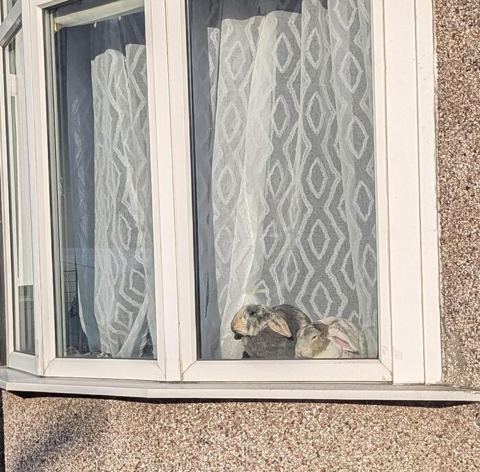 Не только кошки любят подоконники