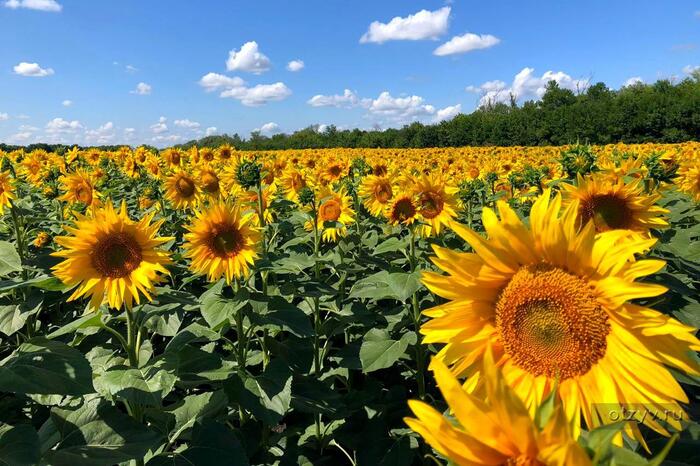 Подсолнуховое поле недалеко от Воронежа