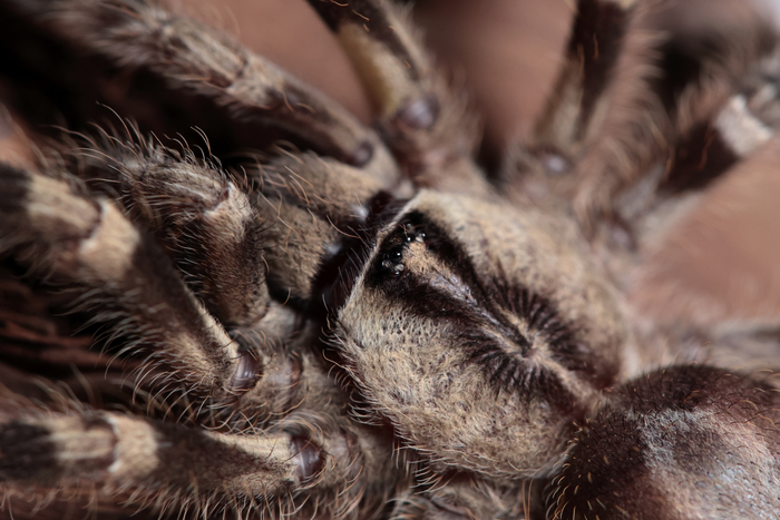 Poecilotheria regalis