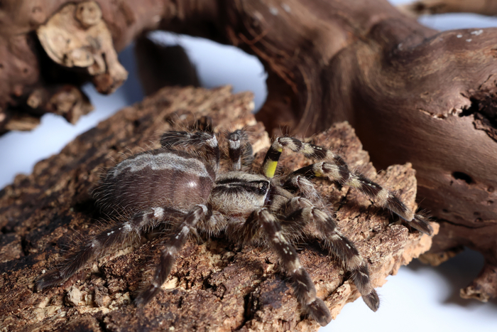 Poecilotheria regalis