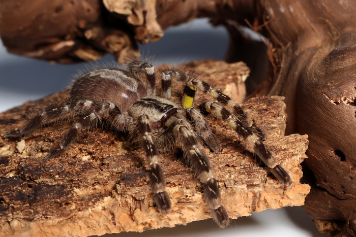 Poecilotheria regalis