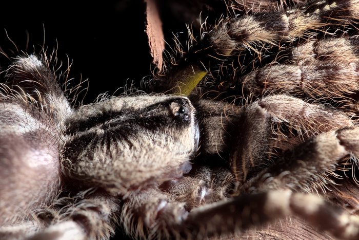 Poecilotheria regalis