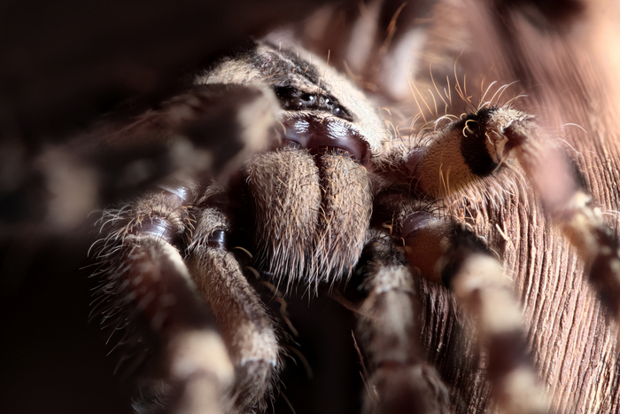 Poecilotheria regalis